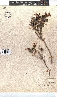 Erica glandulosa image