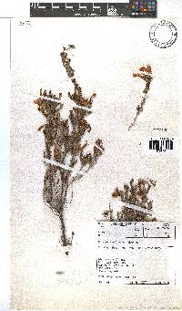 Erica glandulosa subsp. glandulosa image