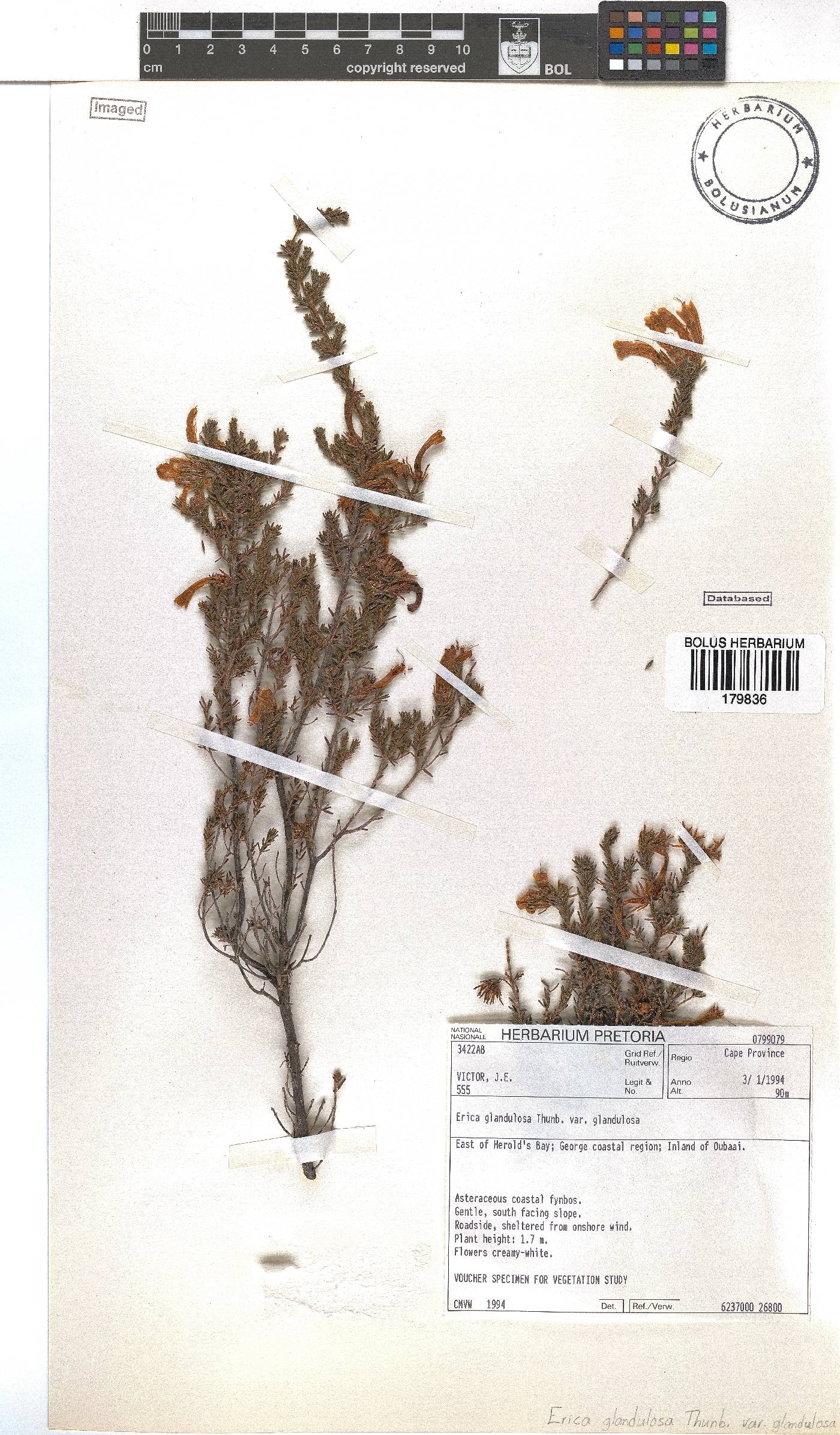 Erica glandulosa subsp. glandulosa image