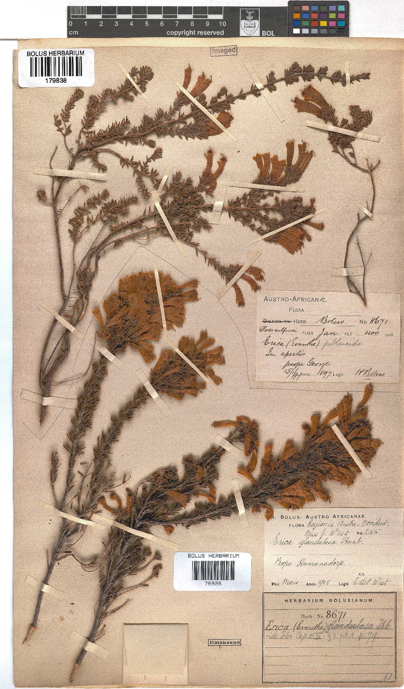 Erica glandulosa image