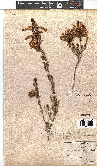 Erica glandulosa image