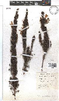 Erica glandulosa image