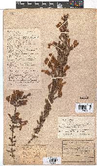 Erica glandulosa subsp. glandulosa image