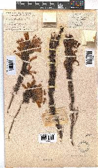 Erica glandulosa image