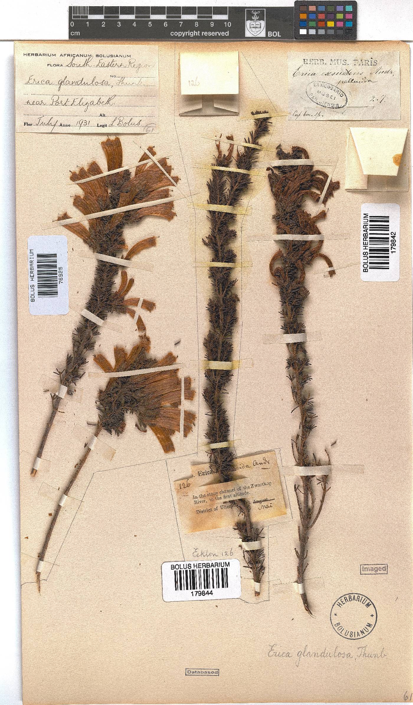 Erica glandulosa image