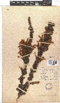 Erica glandulosa image