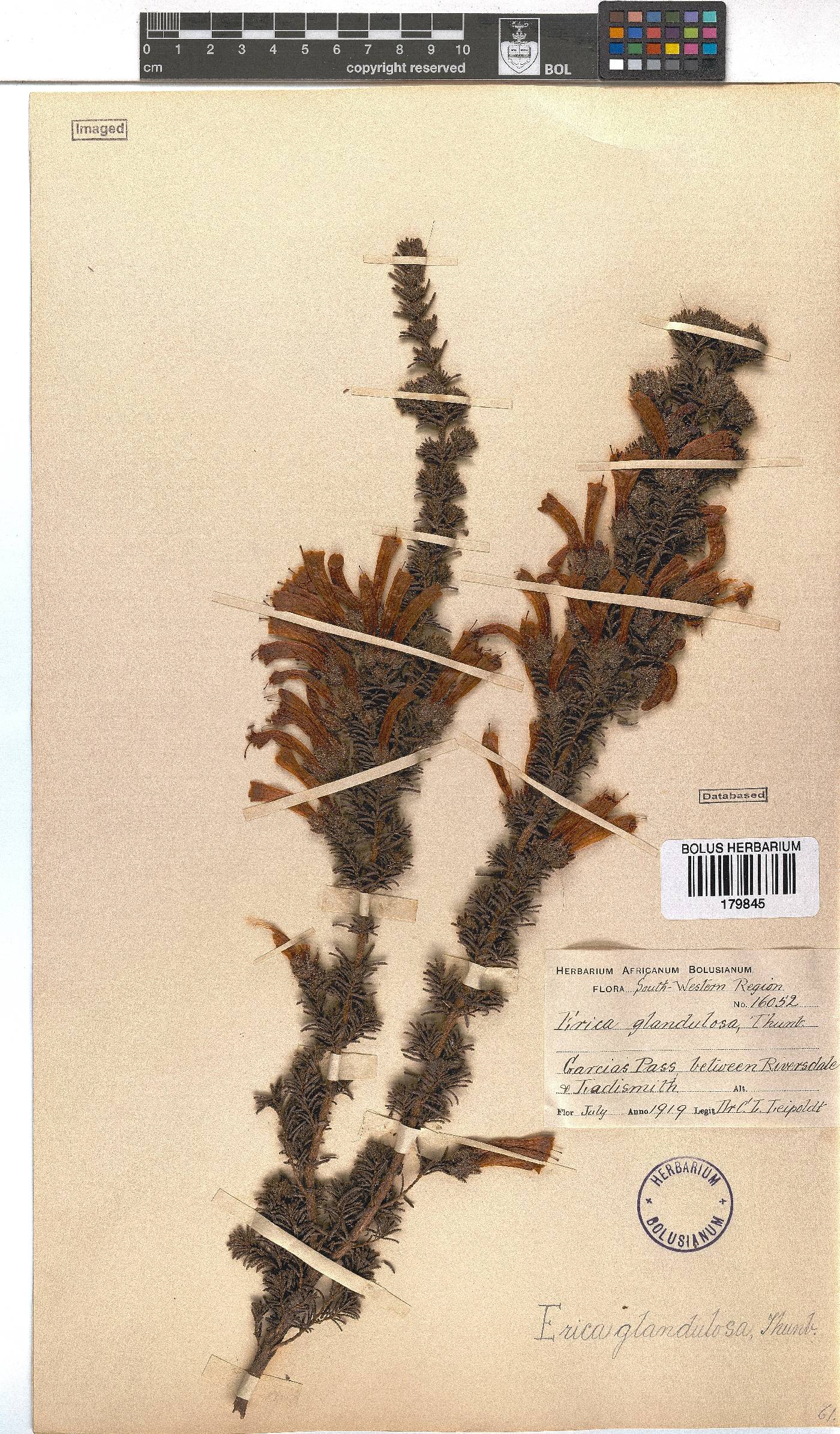 Erica glandulosa image