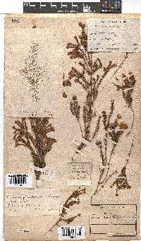 Erica glandulosa image