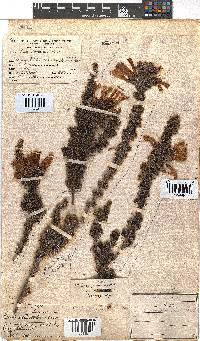 Erica glandulosa image