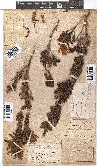 Erica glandulosa subsp. glandulosa image