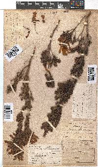 Erica glandulosa image