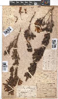 Erica glandulosa image