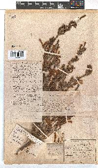 Erica glandulosa image