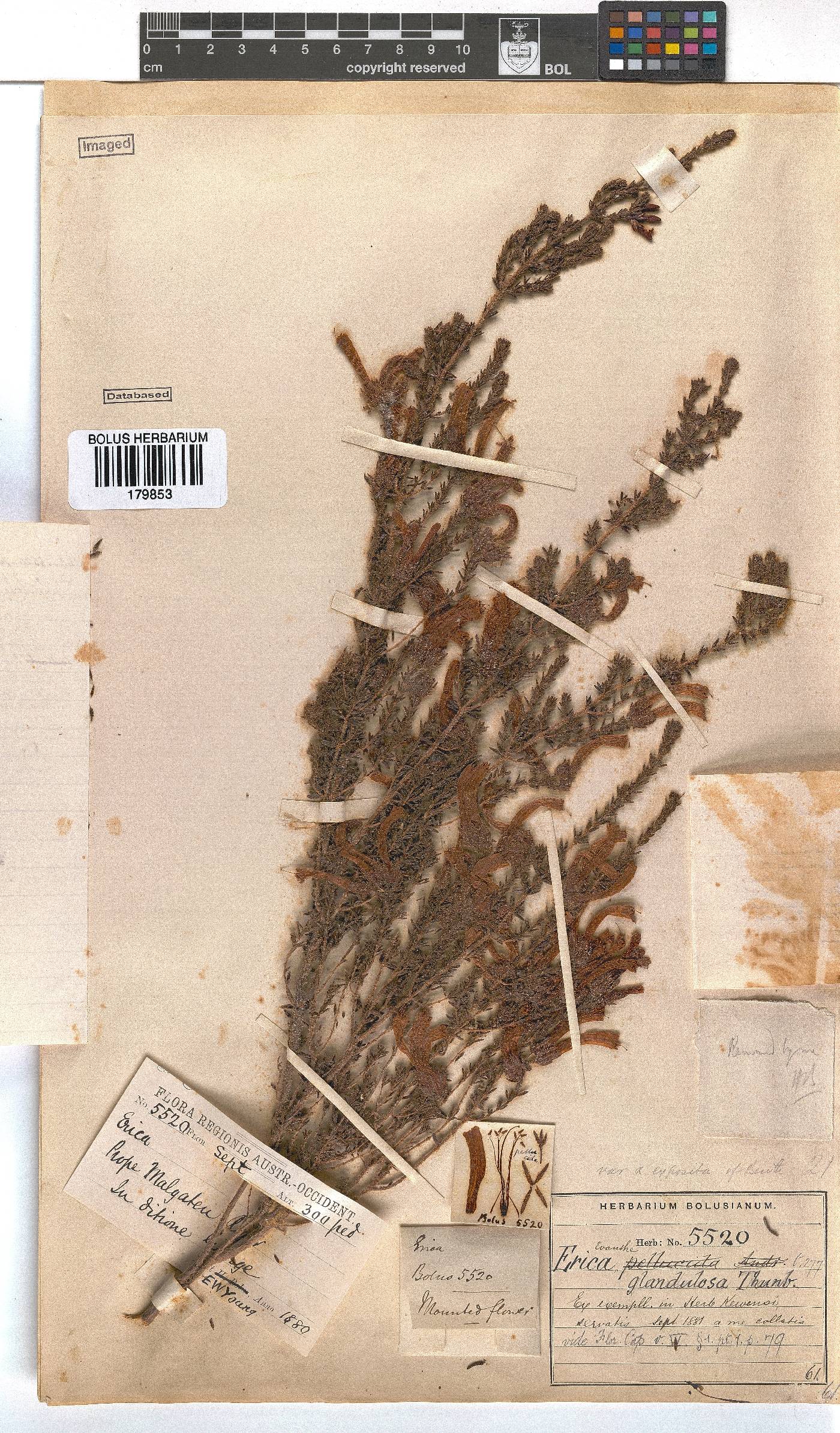 Erica glandulosa image