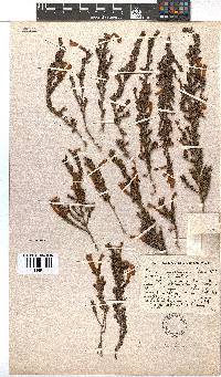 Erica perspicua image