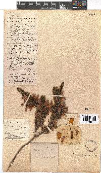 Erica perspicua image