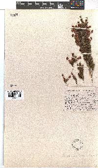 Erica perspicua image