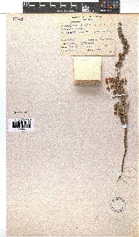 Erica perspicua image