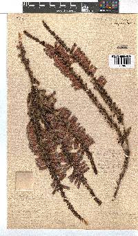 Erica perspicua image