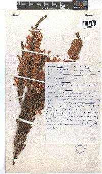 Erica perspicua image