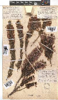 Erica perspicua image