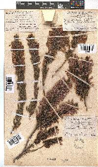 Erica perspicua image