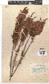 Erica perspicua image