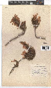 Erica perspicua image