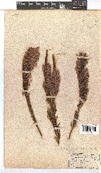 Erica perspicua image