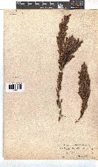 Erica perspicua image