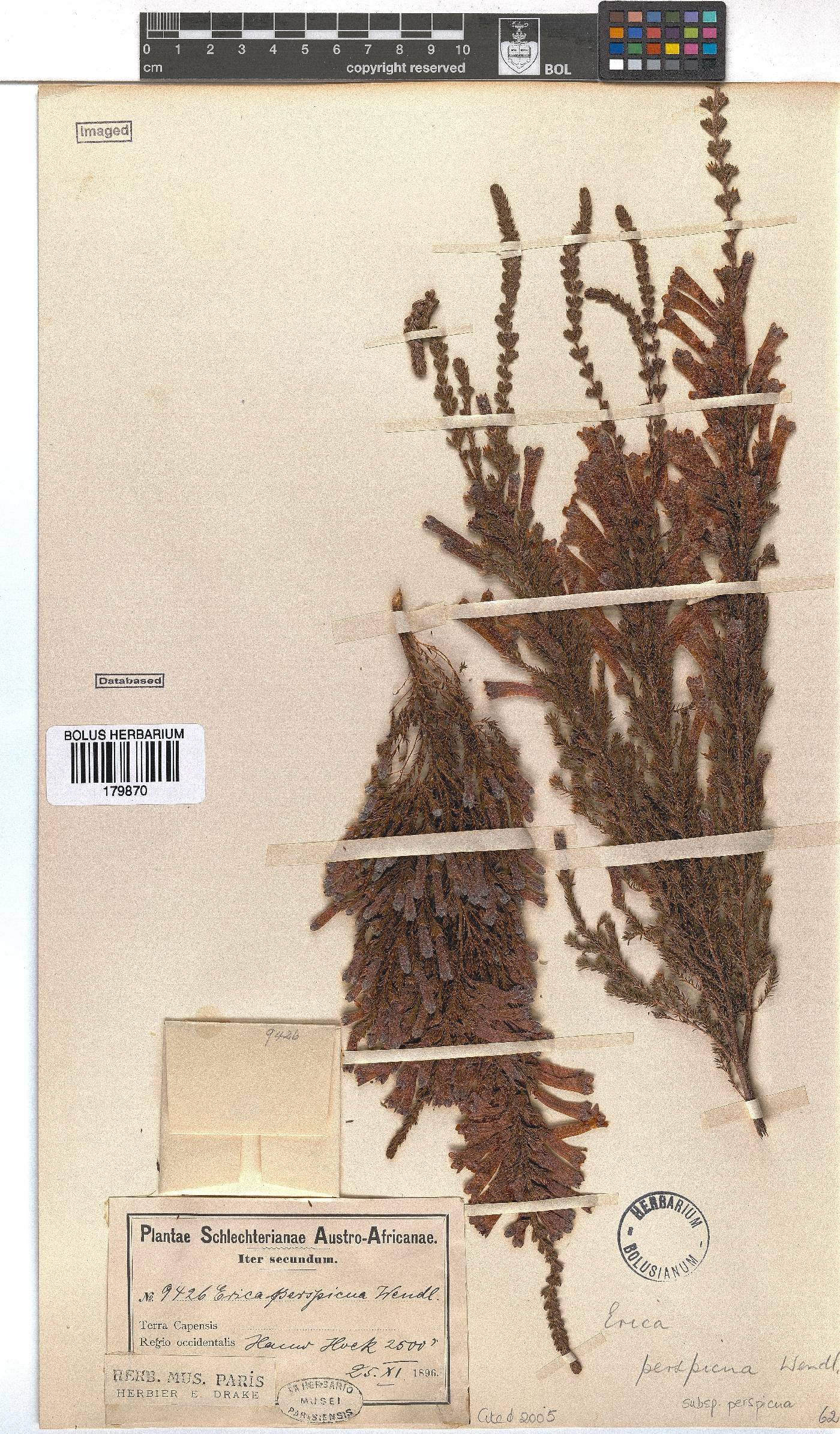 Erica perspicua subsp. perspicua image