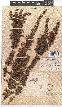 Erica perspicua image