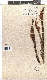 Erica perspicua image