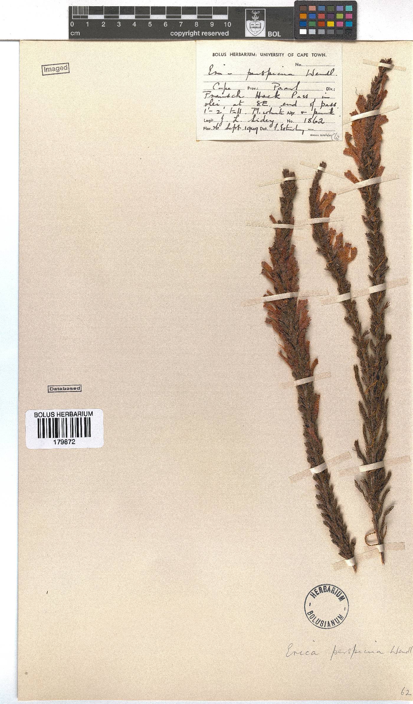 Erica perspicua image
