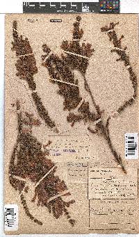 Erica perspicua image