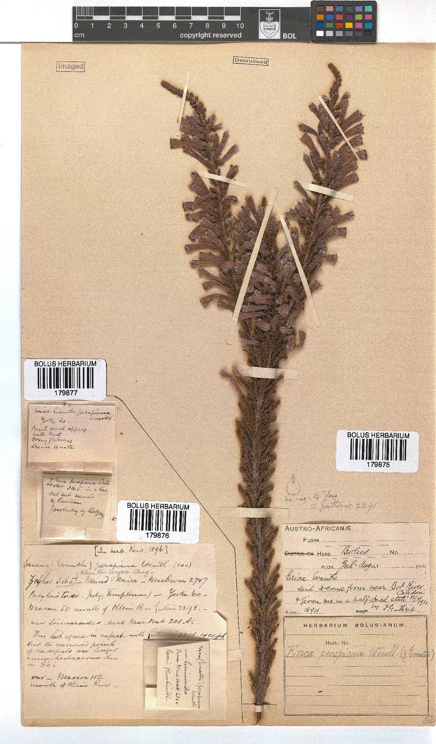 Erica perspicua image