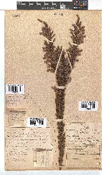 Erica perspicua image