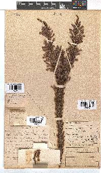 Erica perspicua image