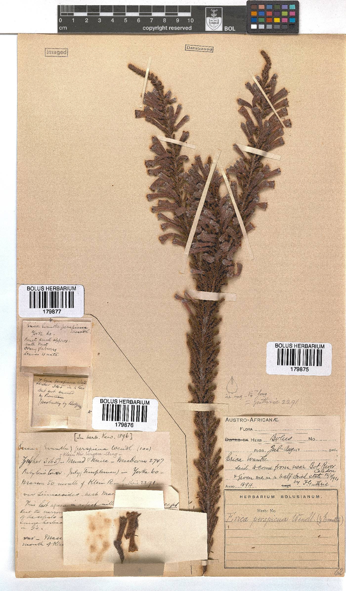 Erica perspicua image