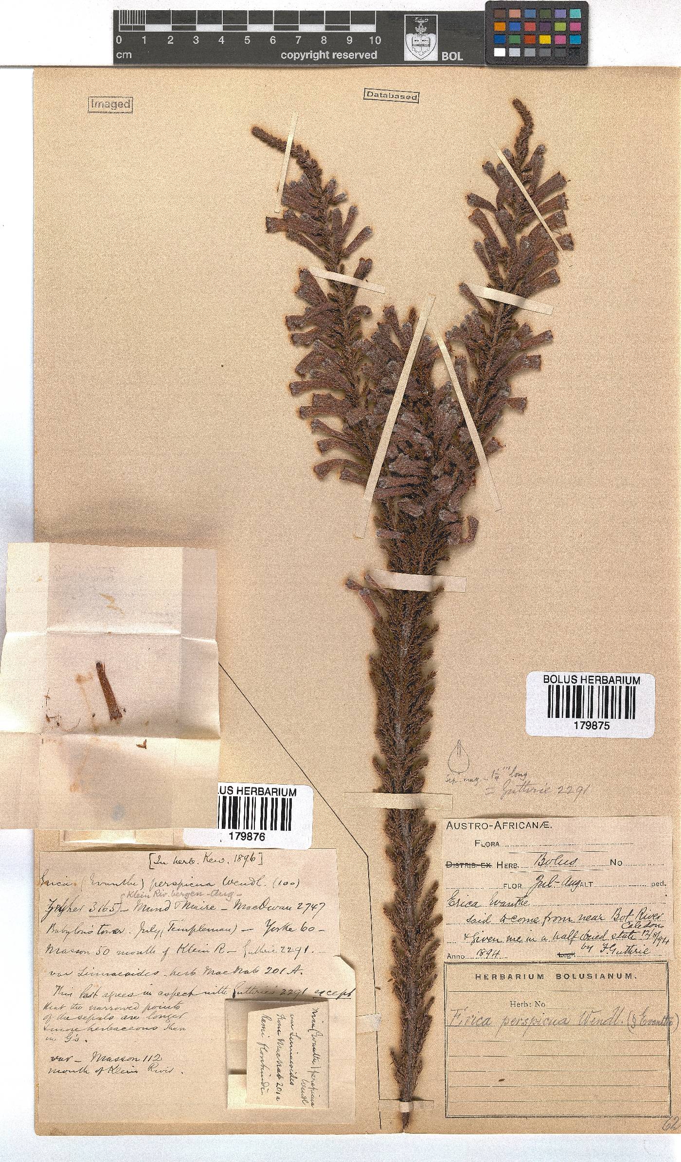 Erica perspicua image