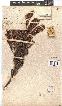 Erica perspicua image