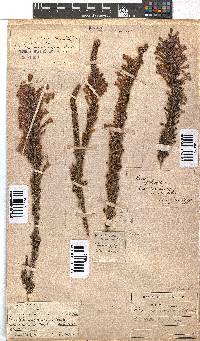 Erica perspicua image