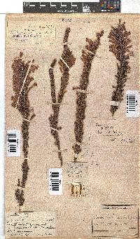 Erica perspicua image