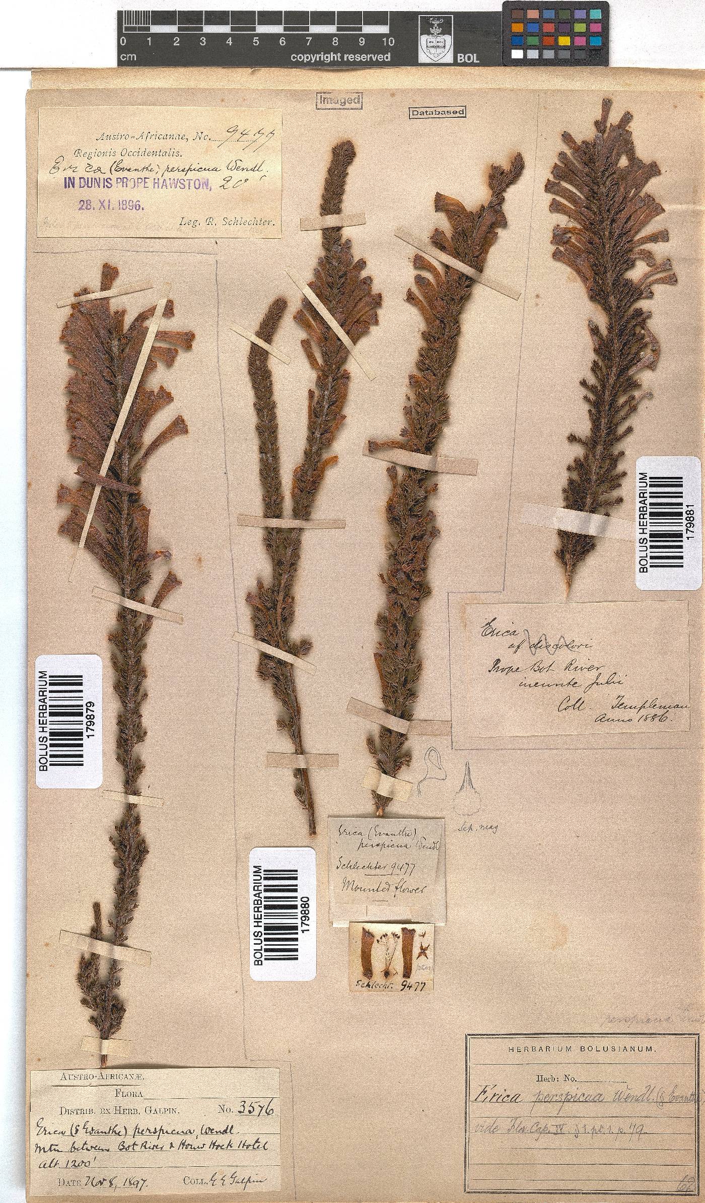 Erica perspicua image