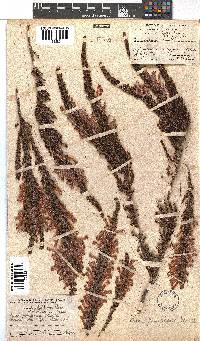 Erica perspicua image