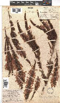 Erica perspicua image