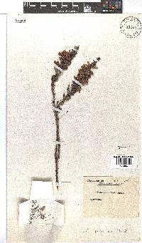 Erica perspicua image