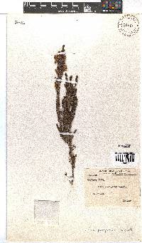 Erica perspicua image