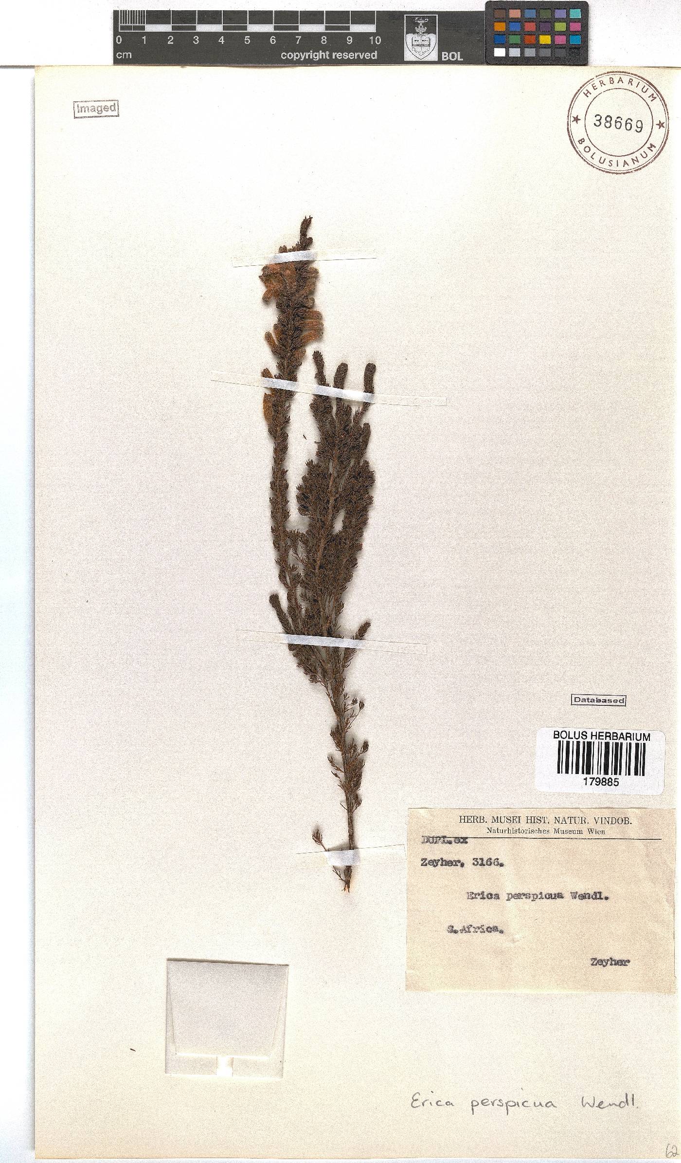 Erica perspicua image