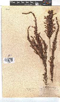 Erica perspicua image